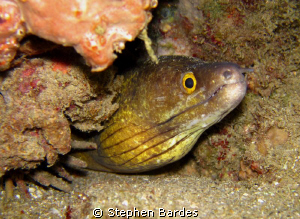 Mr Moray's home today by Stephen Bardes 